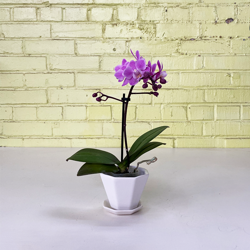 Phalaenopsis Orchid Pink 2.5"
