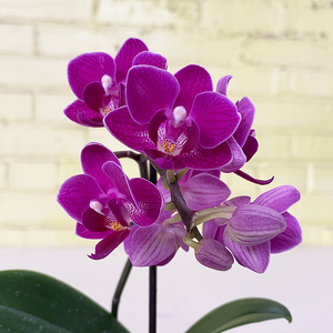 Phalaenopsis Orchid Purple 2.5"