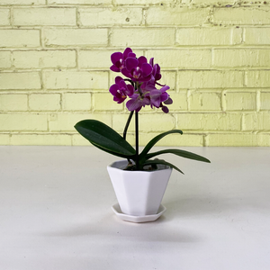 Phalaenopsis Orchid Purple 2.5"