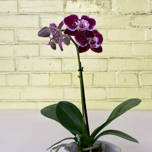 Phalaenopsis Orchid Purple Speckle 2.5"