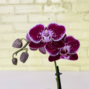 Phalaenopsis Orchid Purple Speckle 2.5"