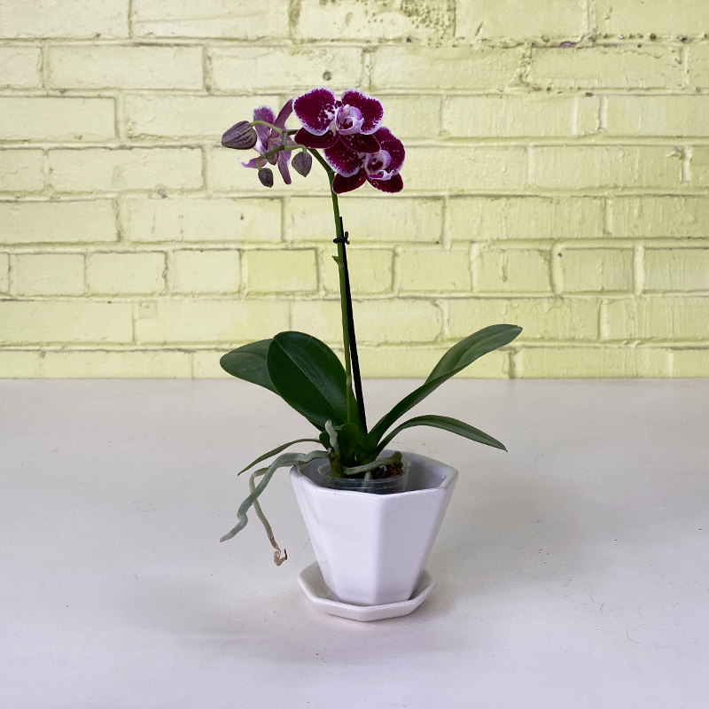 Phalaenopsis Orchid Purple Speckle 2.5"