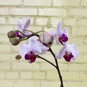 Phalaenopsis Orchid White 2.5"