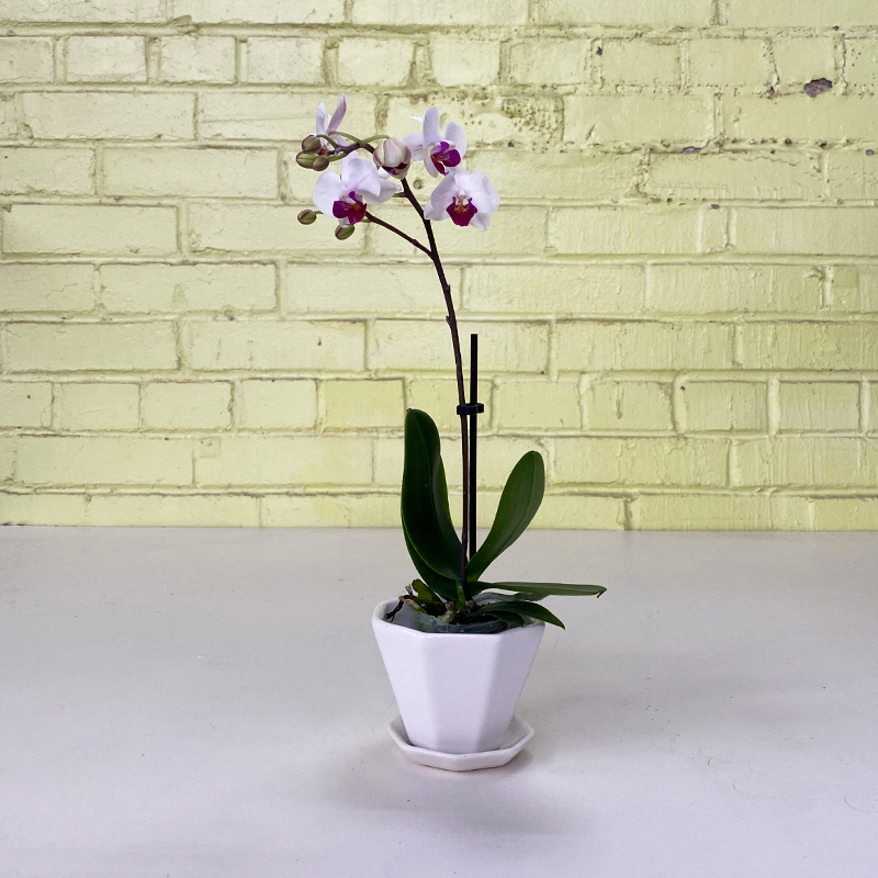 Phalaenopsis Orchid White 2.5"