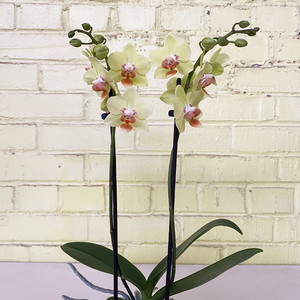 Phalaenopsis Orchid Yellow 3.5"