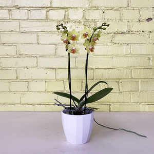 Phalaenopsis Orchid Yellow 3.5"