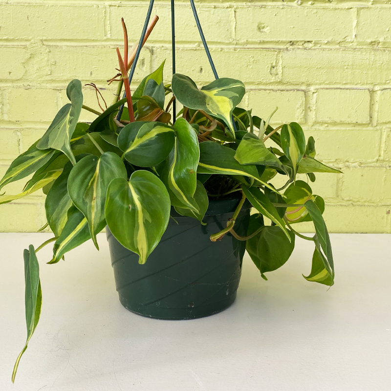 indoor hanging philodendron Philodendron 'Brasil' 8" Hanging Basket