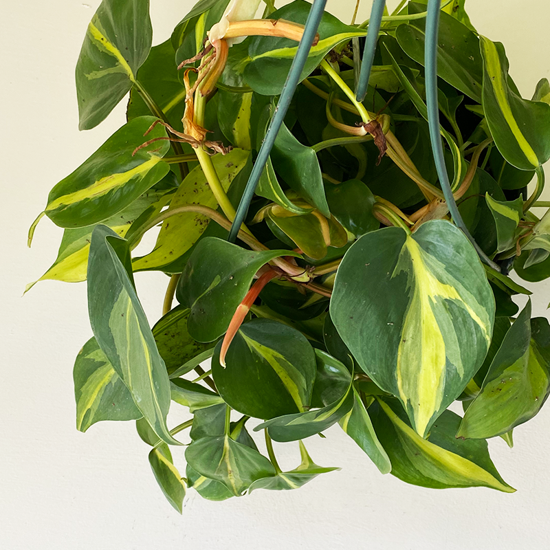 philodendron hang Philodendron 'Brasil' 8" Hanging Basket
