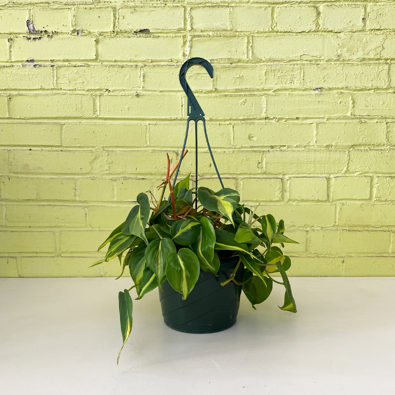 philodendron brasil vining Philodendron 'Brasil' 8" Hanging Basket