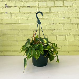 Philodendron 'Brasil' 8" Hanging Basket