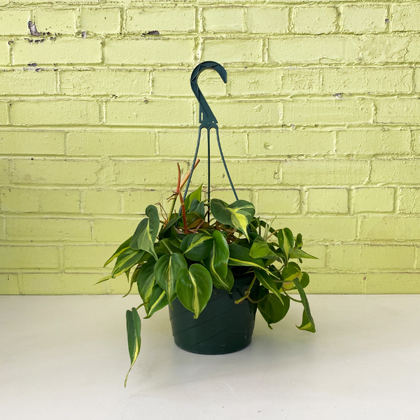 philodendron brasil hanging basket Philodendron 'Brasil' 8" Hanging Basket
