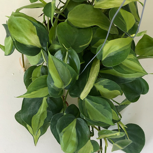 Philodendron 'Brasil' 6" Hanging Basket