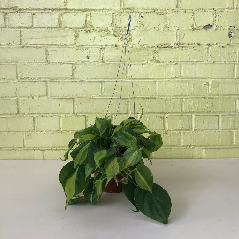 Philodendron 'Brasil' 6" Hanging Basket