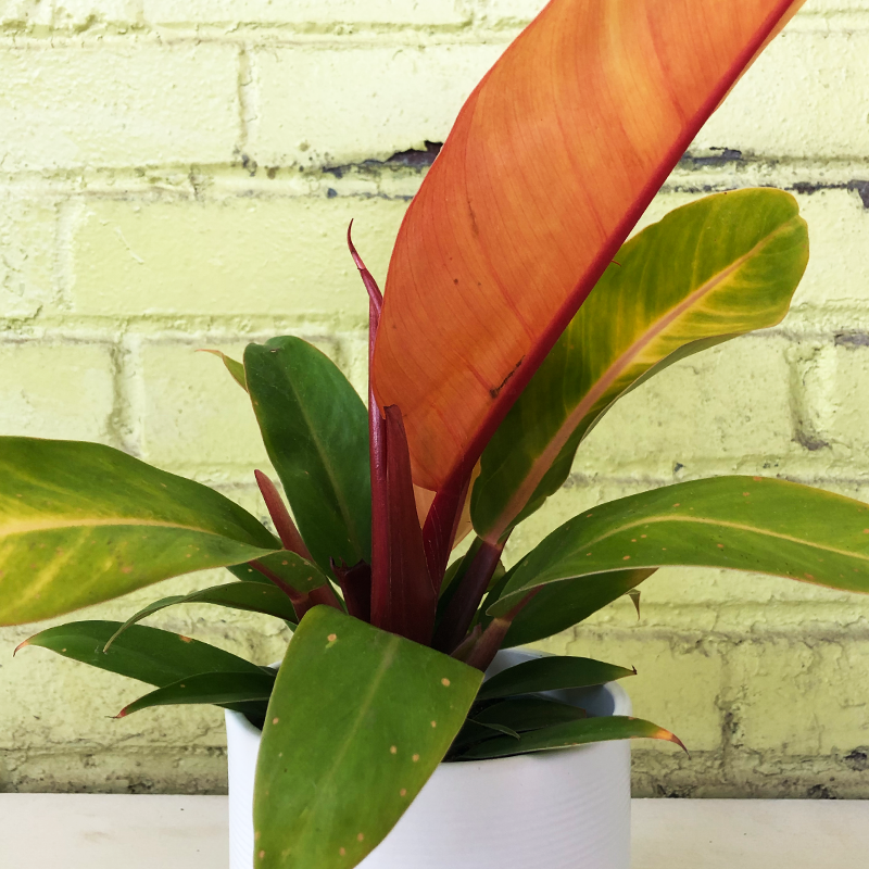 prince of red philodendron Philodendron 'Prince of Orange'