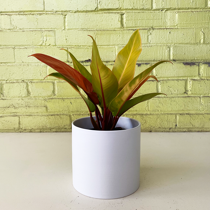 philodendron baudoese Philodendron 'Prince of Orange'