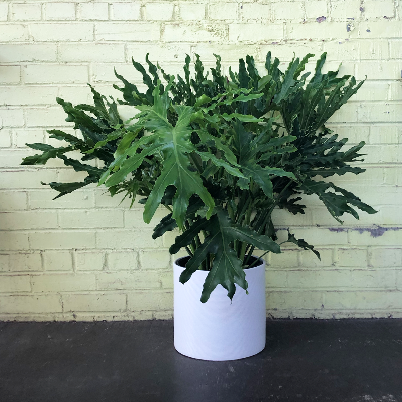 philodendron selloum types Philodendron selloum