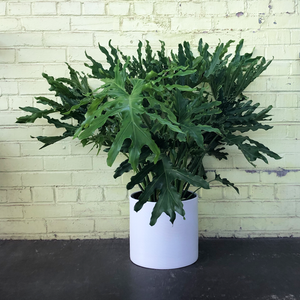 Philodendron selloum