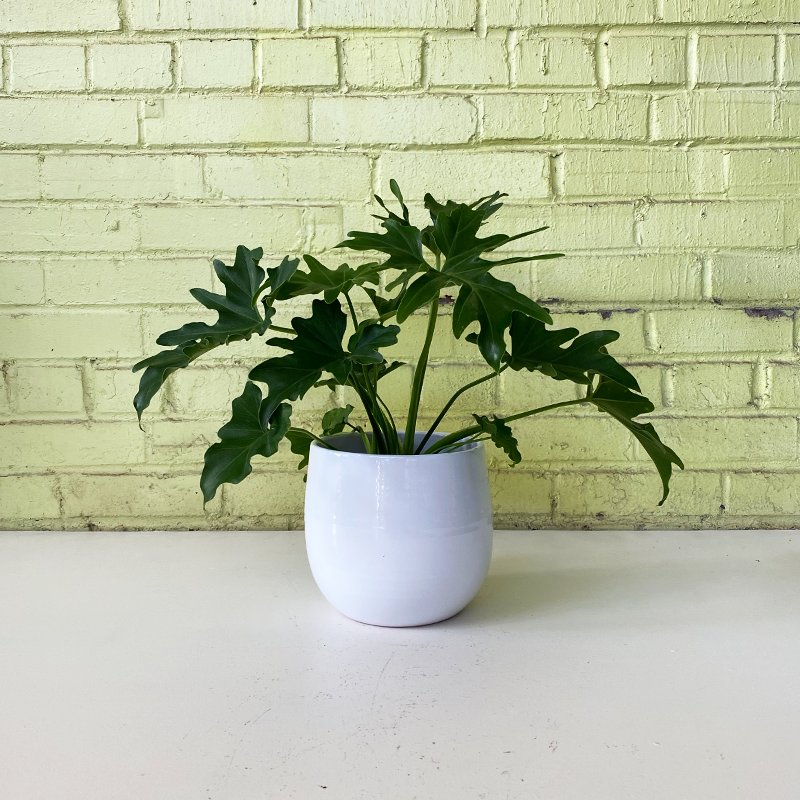 philodendron selloum x goeldii Philodendron selloum