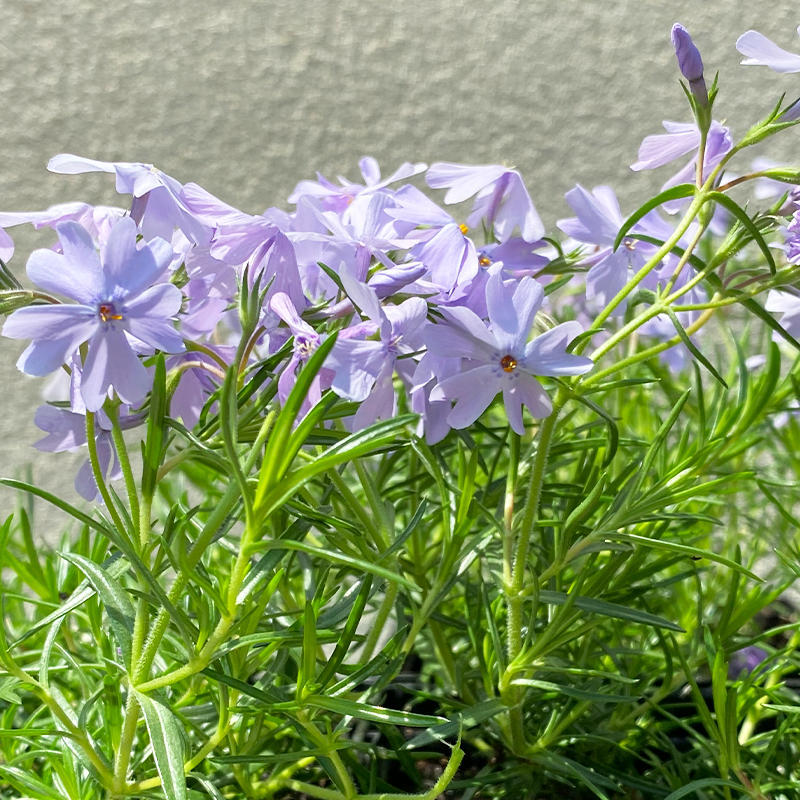 Phlox sub 'Blue Emerald' Q01