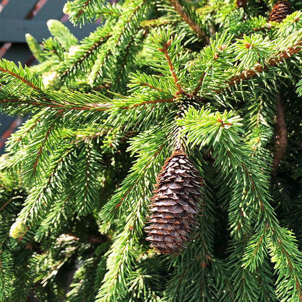 アルゼンチン産Coprophanaeus bonariensis 32-35mm Acrocona Norway Spruce | Picea abies | Conifer Kingdom
