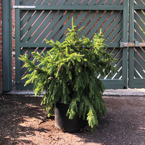Picea abies 'Acrocona'