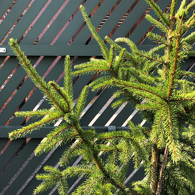 Picea abies 'Rubra Spicata'