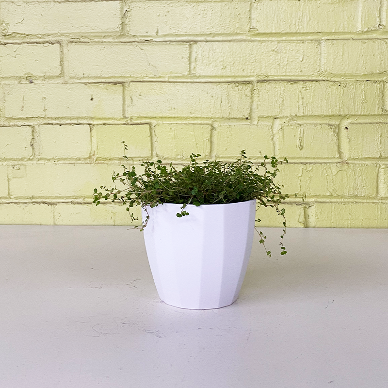 Pilea Baby Tears 4"