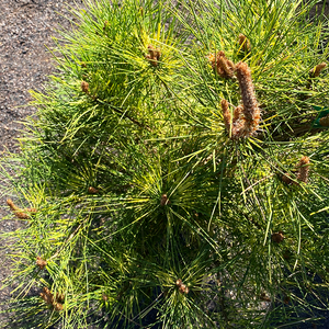 Pinus dens 'Golden Ghost'