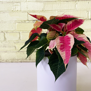 Poinsettia Marble