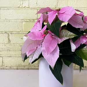 Poinsettia Princettia Pink