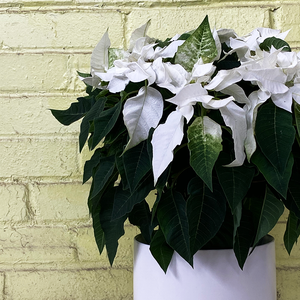 Poinsettia Princettia White