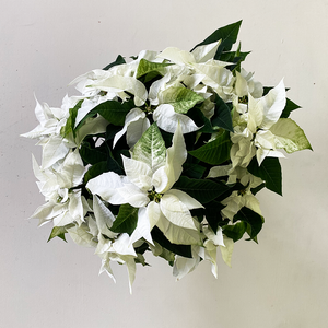 Poinsettia Princettia White