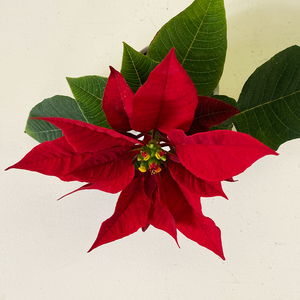 Poinsettia Red 2.5"