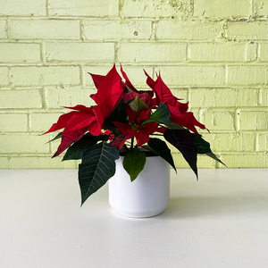 Poinsettia Red