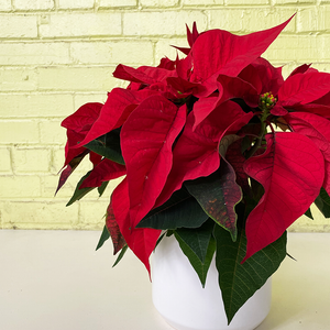 Poinsettia Red