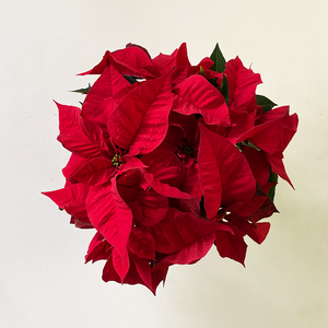 Poinsettia Red