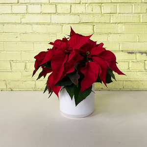 Poinsettia Red