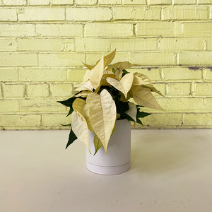 Poinsettia White