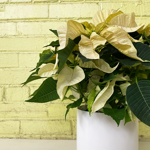 Poinsettia White