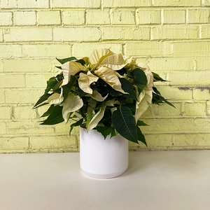 Poinsettia White