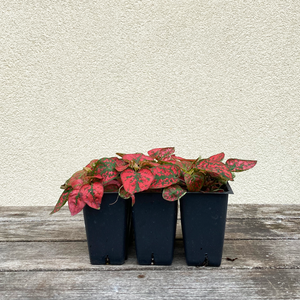 Polka Dot Red 6 Pack