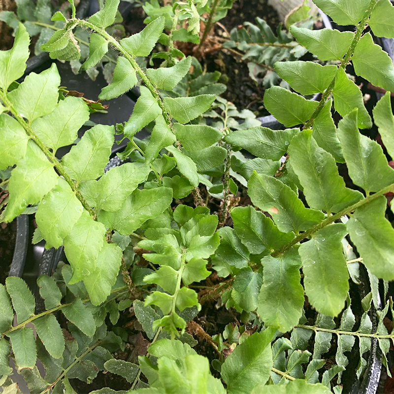 Polystichum acrostichoides G01