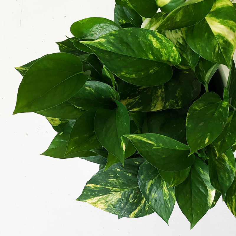 golden pothos hb Pothos 'Golden'