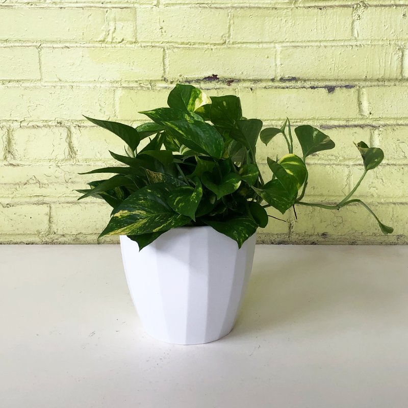 Pothos 'Golden' - Bowood Farms