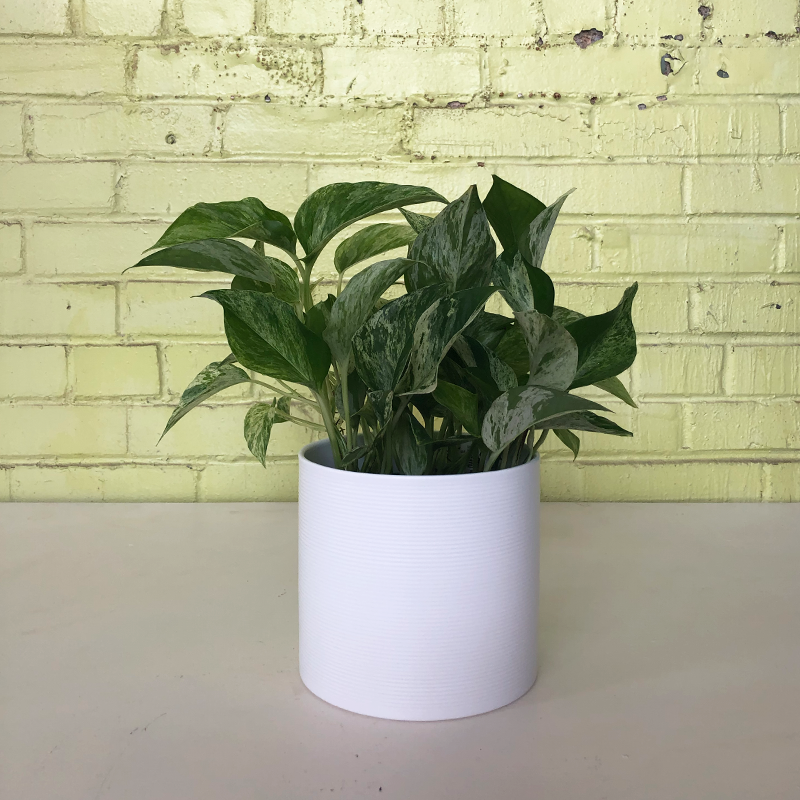 Pothos 'Marble Queen' 6"