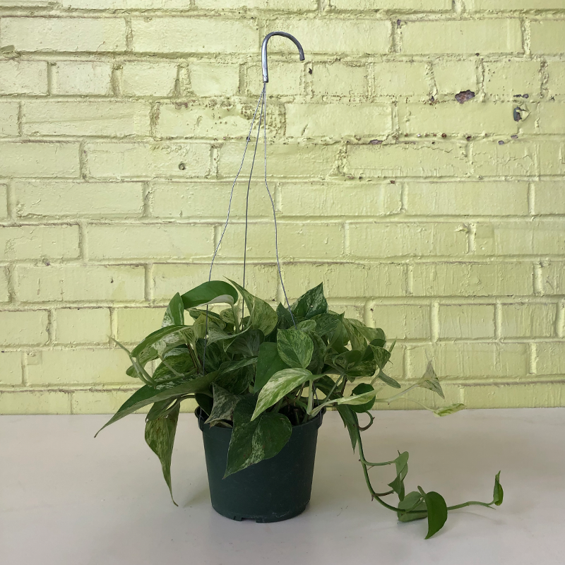 Pothos 'Marble Queen' 6" Hanging Basket