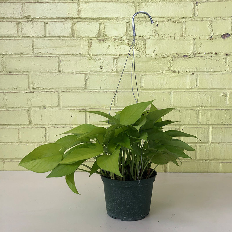 Pothos 'Neon' 6" Hanging Basket