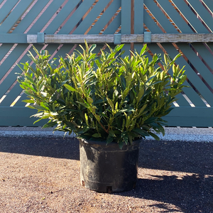 Prunus laur 'Otto Luyken'