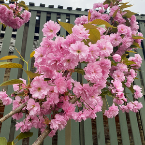 Prunus ser 'Kwanzan'