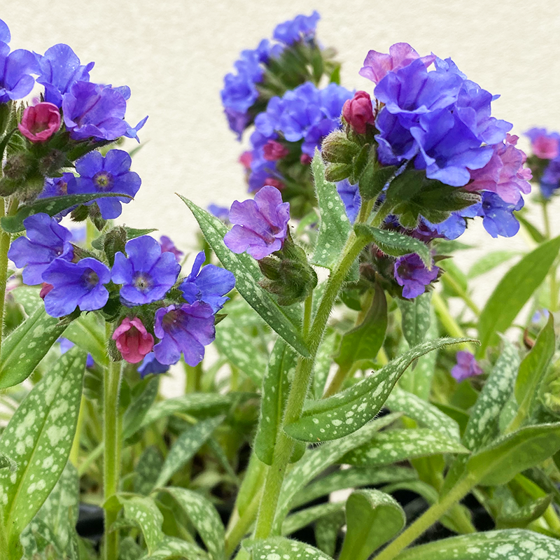 Pulmonaria 'Trevi Fountain' G01
